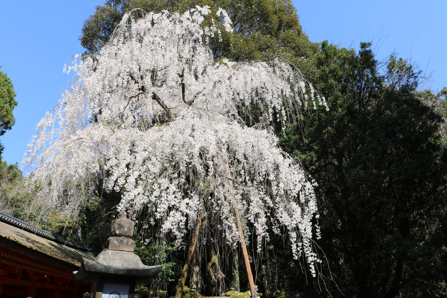 9:30 Nara English Guided Walking Tour (All Entrance Fee Included)